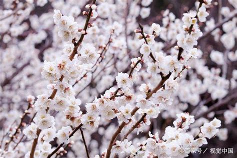 梅花寓意|梅花：花语及象征寓意